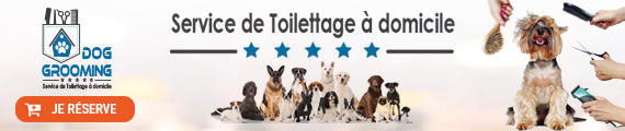 bannier-Grooming-dog-service-toilettage-beloccaison.jpg